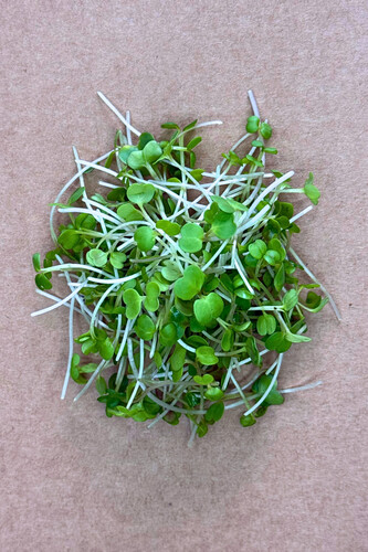 Micro pousse roqu.&colza coupé