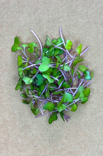 Micro pous.chou rouge coupé