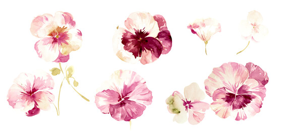 Fleur de pensée rose