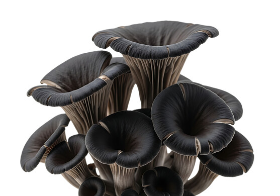 Champignon pleurote black p.