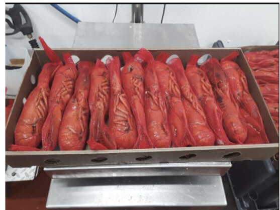 Homard canadien entier cuit