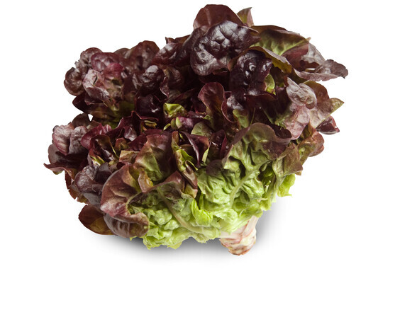 Feuille de chêne rouge