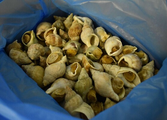 BULOTS CUITS VRAC 5KG