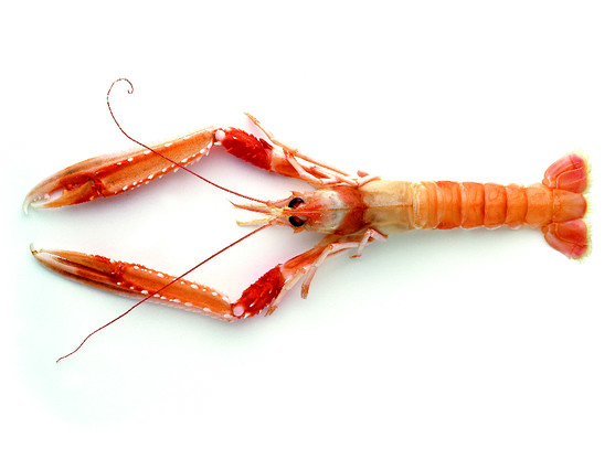 Langoustine rose vivante  