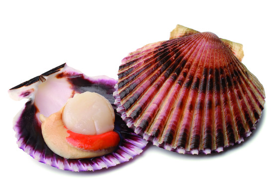 Coquille de saint jacques blanche 