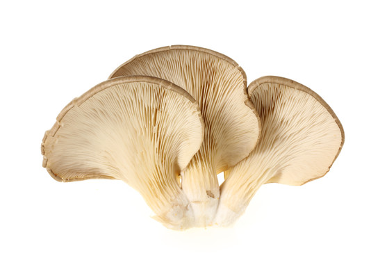 CHAMPIGNON PLEUROTE CATEGORIE 1 