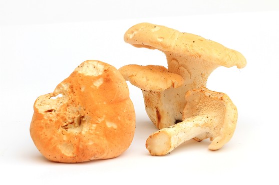 Champignon pied de mouton catégorie 1 barquette 200g