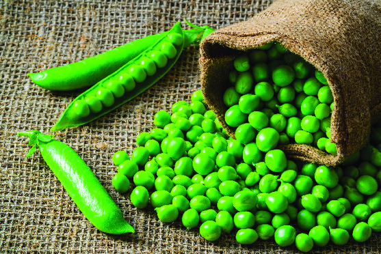 Petit pois très fin cuit pays de la Loire 