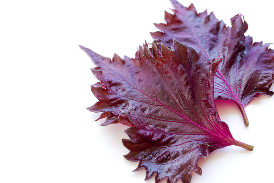 Shiso pourpre grande feuille catégorie 1 France