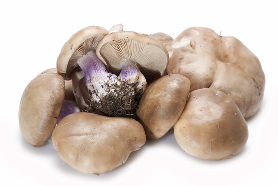 Champignon pied bleu catégorie 1 - origine France colis de 2 kg