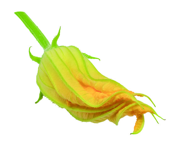 Fleur courgette male x8 catégorie 1 France