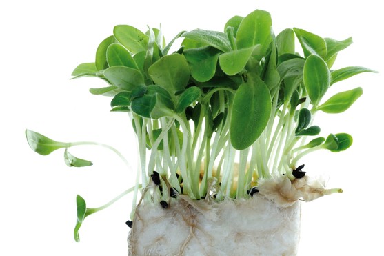 Borage cress catégorie 1 barquette de 100 g