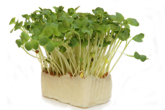 Daikon cress catégorie 1 barquette de 100 g