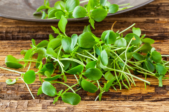 Tahoon Cress catégorie 1 barquette de 100 g