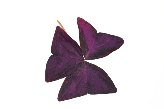 Fleur oxalis pourpre  France