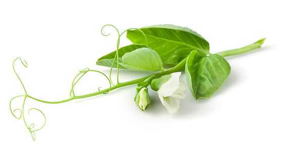 Fleur de pois catégorie 1 barquette 50g