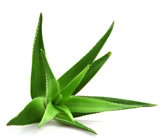 Aloe vera bio catégorie 2 