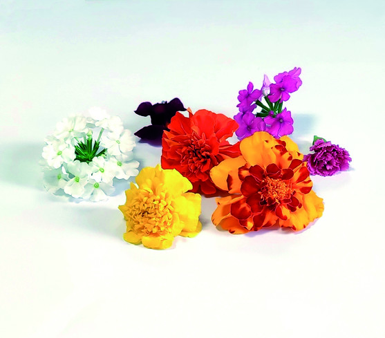 Fleur mixte comestible  France