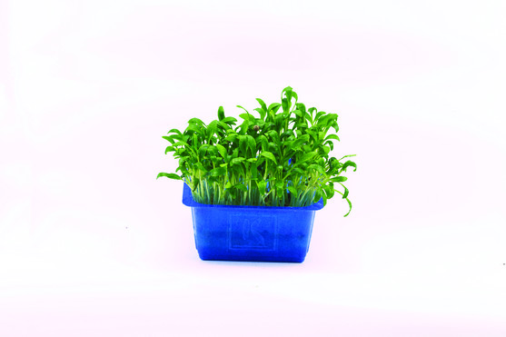 Ghoa Cress catégorie 1 barquette de 100 g