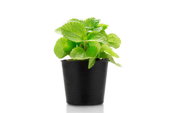 Menthe petit pot bio catégorie 2 