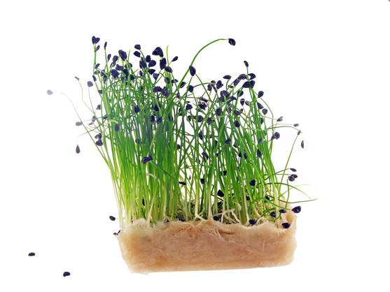 Rock chives cress catégorie 1 barquette 100g