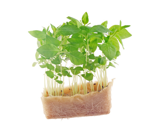 Lemon cress catégorie 1 barquette 100g