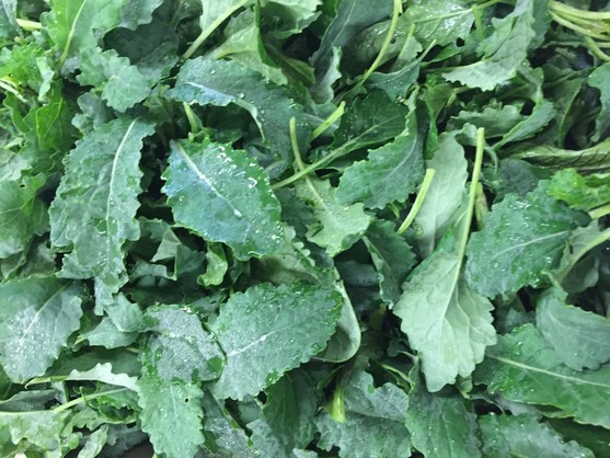 Pousses chou kale catégorie 1 - origine France barquette de 1 kg