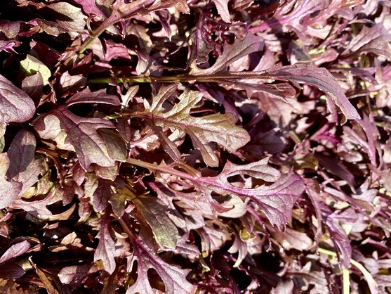 Pousses moutarde rouge frisée catégorie 1 France