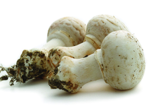 CHAMPIGNON GROS PARIS CATEGORIE 1 FRANCE