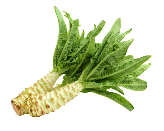 Laitue tige asperge Celtuce catégorie 1 