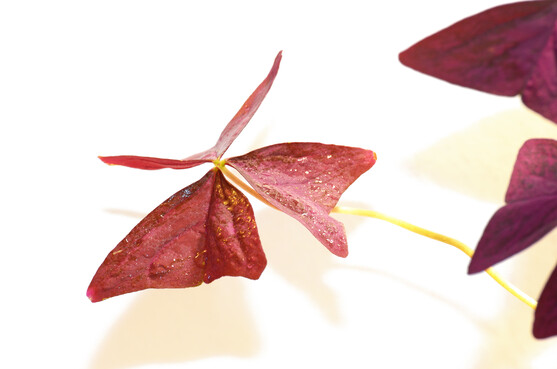 Feuille oxalis rouge  