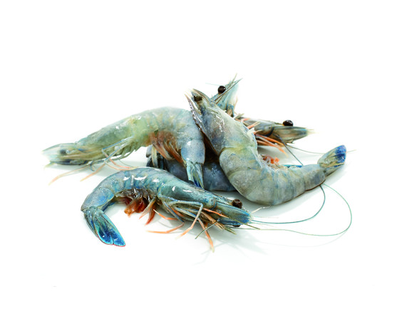 Gambas bleue du grand lagon asc