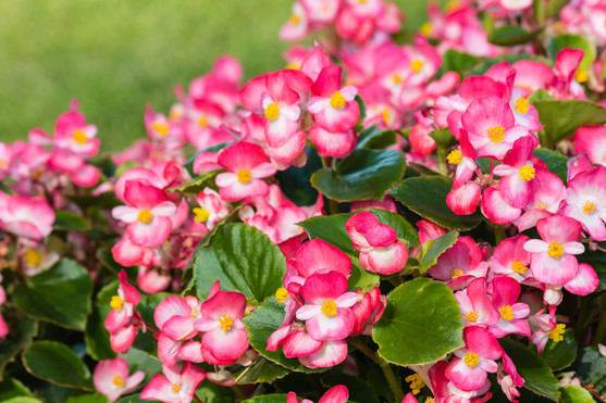 FLEUR BEGONIA CATEGORIE 1 