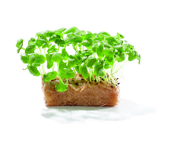 Basil Cress catégorie 1 barquette de 100g