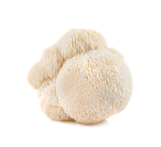 Champignon crinière de lion catégorie 1 