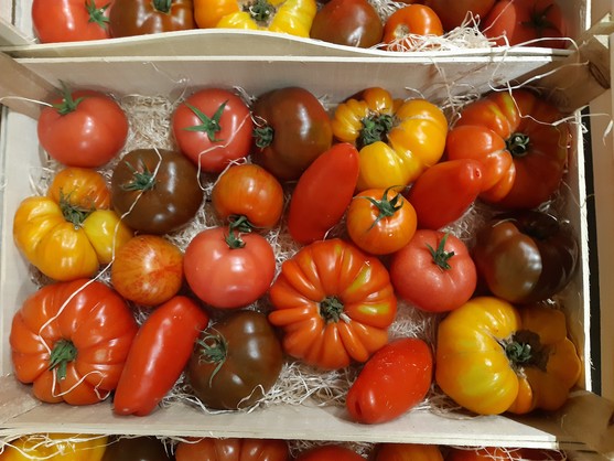 Tomate ancienne mélangés bio catégorie 2 France