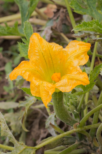 Fleur courgette femelle x10 catégorie 1 France