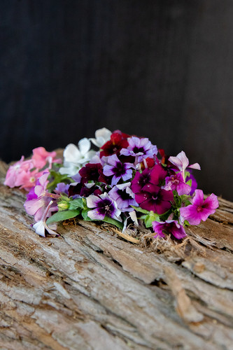 Fleur phlox  France