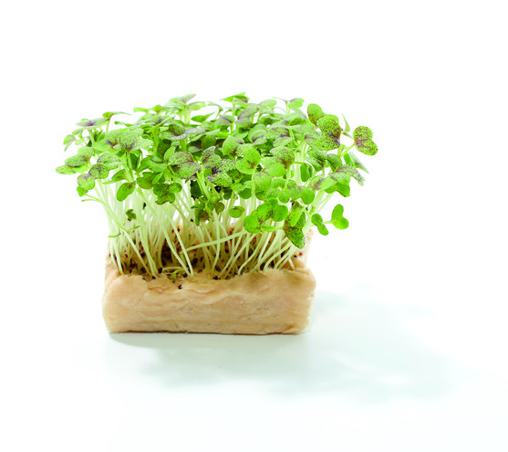 Moutarde cress catégorie 1 barquette de 100 g