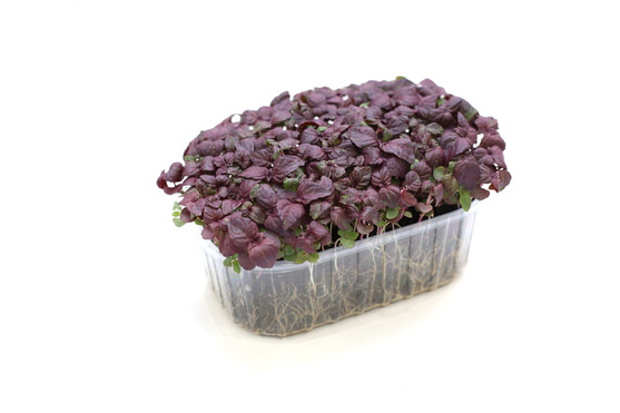 Micro pousse shiso pourpre  France