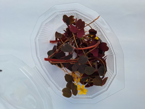 Micro pousse oxalis pourpre  France