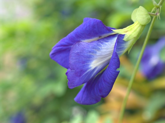 Fleur de pois papillon  France