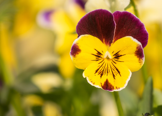 Fleur pensée tigrée  France