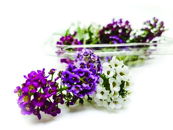 Fleur alyssum catégorie 1 