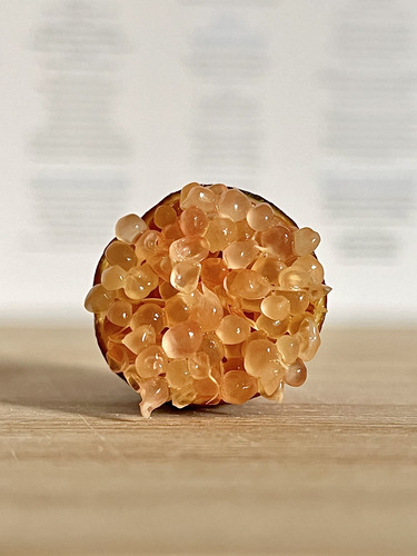 Citron caviar rose  