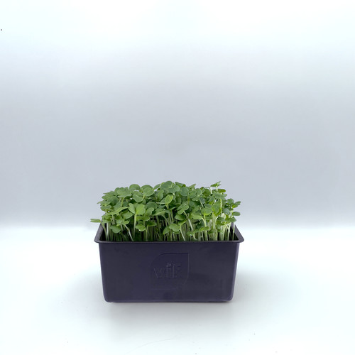 Micro pousse roquette catégorie 1 France