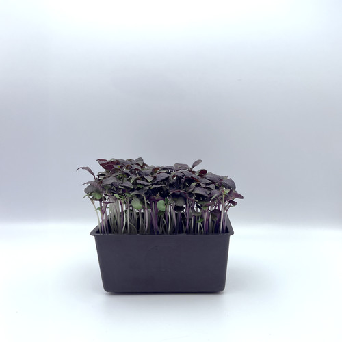Micro pousse shiso pourpre catégorie 1 France