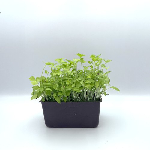 Micro pousse persil plat catégorie 1 France