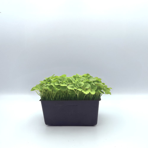 Micro pousse agastache catégorie 1 France