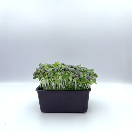 Micro pousse moutarde verte catégorie 1 France